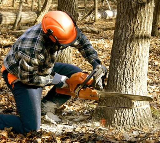 Tree Removal in Trinity, AL